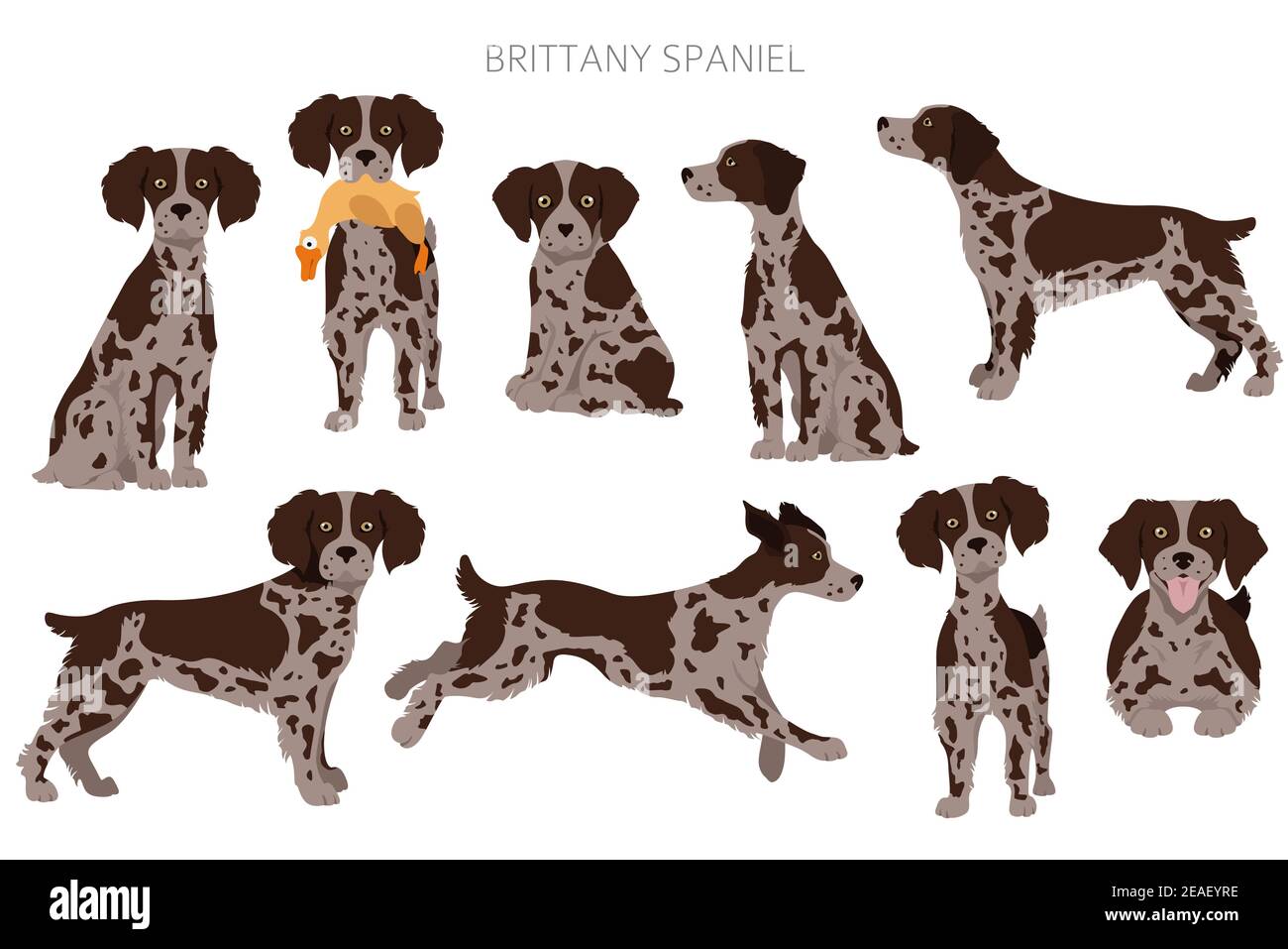 Bretagna spaneil clipart. Set di pose diverse. Infografica su cani adulti e cuccioli. Illustrazione vettoriale Illustrazione Vettoriale