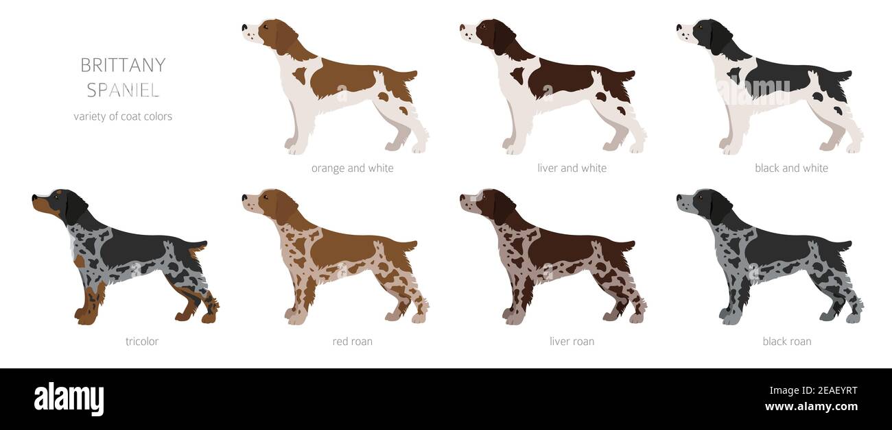 Bretagna spaneil clipart. Set di pose diverse. Infografica su cani adulti e cuccioli. Illustrazione vettoriale Illustrazione Vettoriale