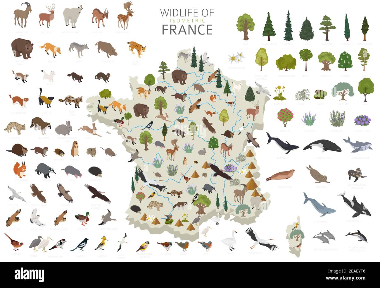 Progettazione 3D isometrica della fauna selvatica francese. Elementi costruttivi di animali, uccelli e piante isolati su set bianco. Costruisci la tua area geografica infografica co Illustrazione Vettoriale