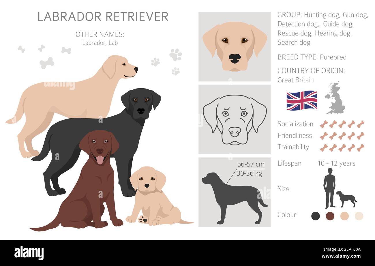 Labrador retriever cani in diverse pose e colori cappotto. Cani adulti e cuccioli. Illustrazione vettoriale Illustrazione Vettoriale