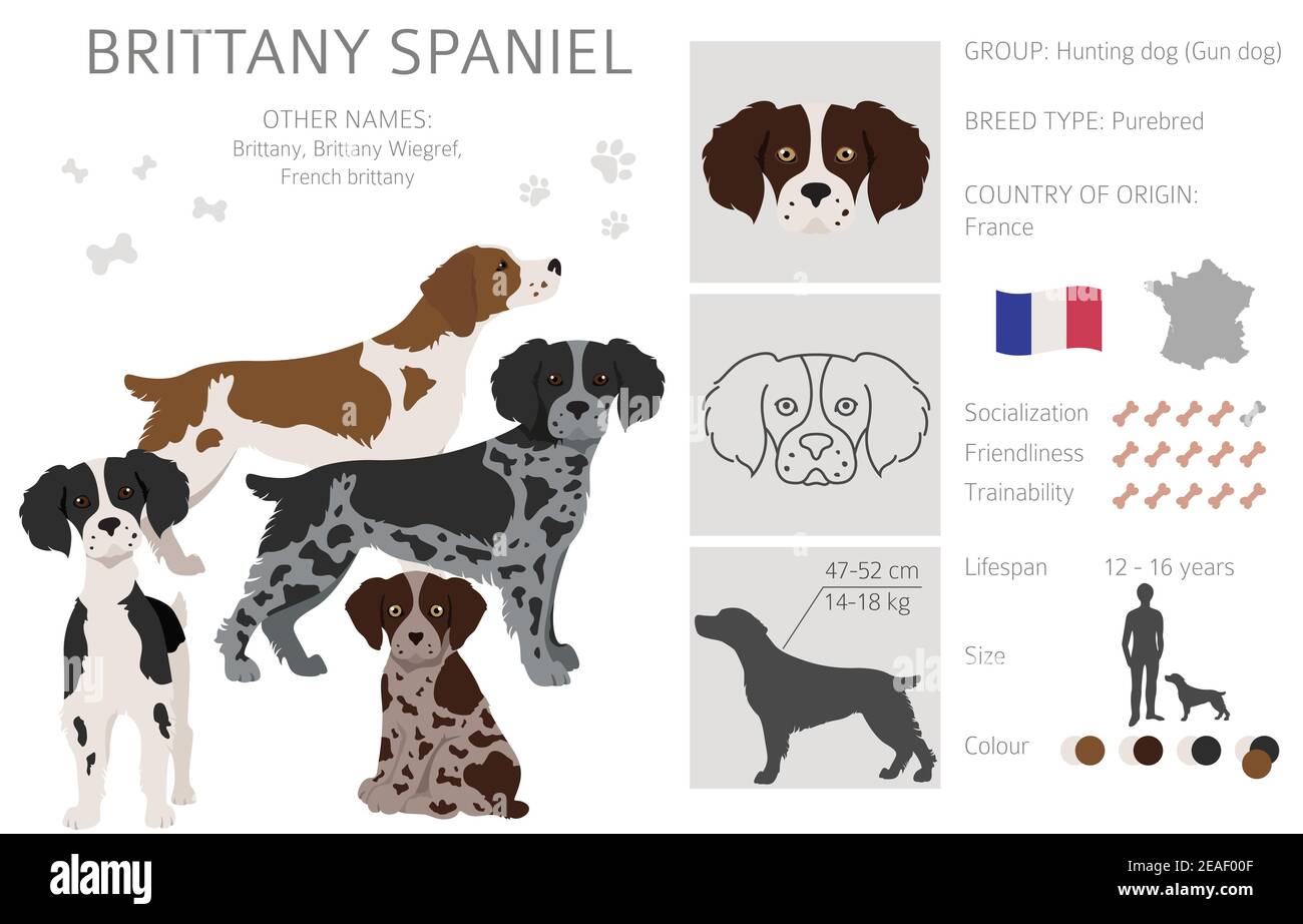 Bretagna spaneil clipart. Set di pose diverse. Infografica su cani adulti e cuccioli. Illustrazione vettoriale Illustrazione Vettoriale