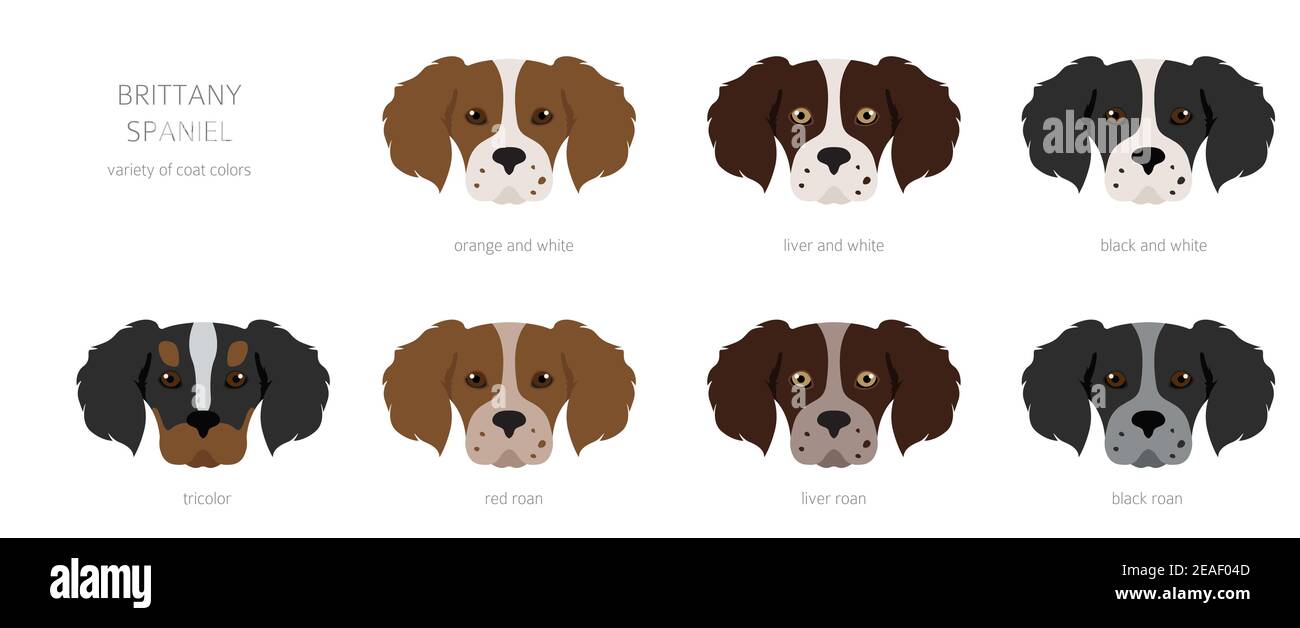 Bretagna spaneil clipart. Set di pose diverse. Infografica su cani adulti e cuccioli. Illustrazione vettoriale Illustrazione Vettoriale