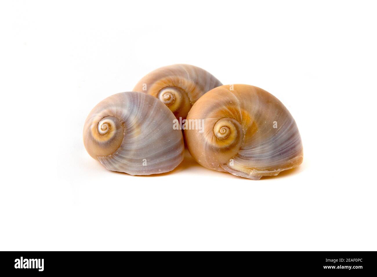 Conchiglie su sfondo bianco Foto Stock