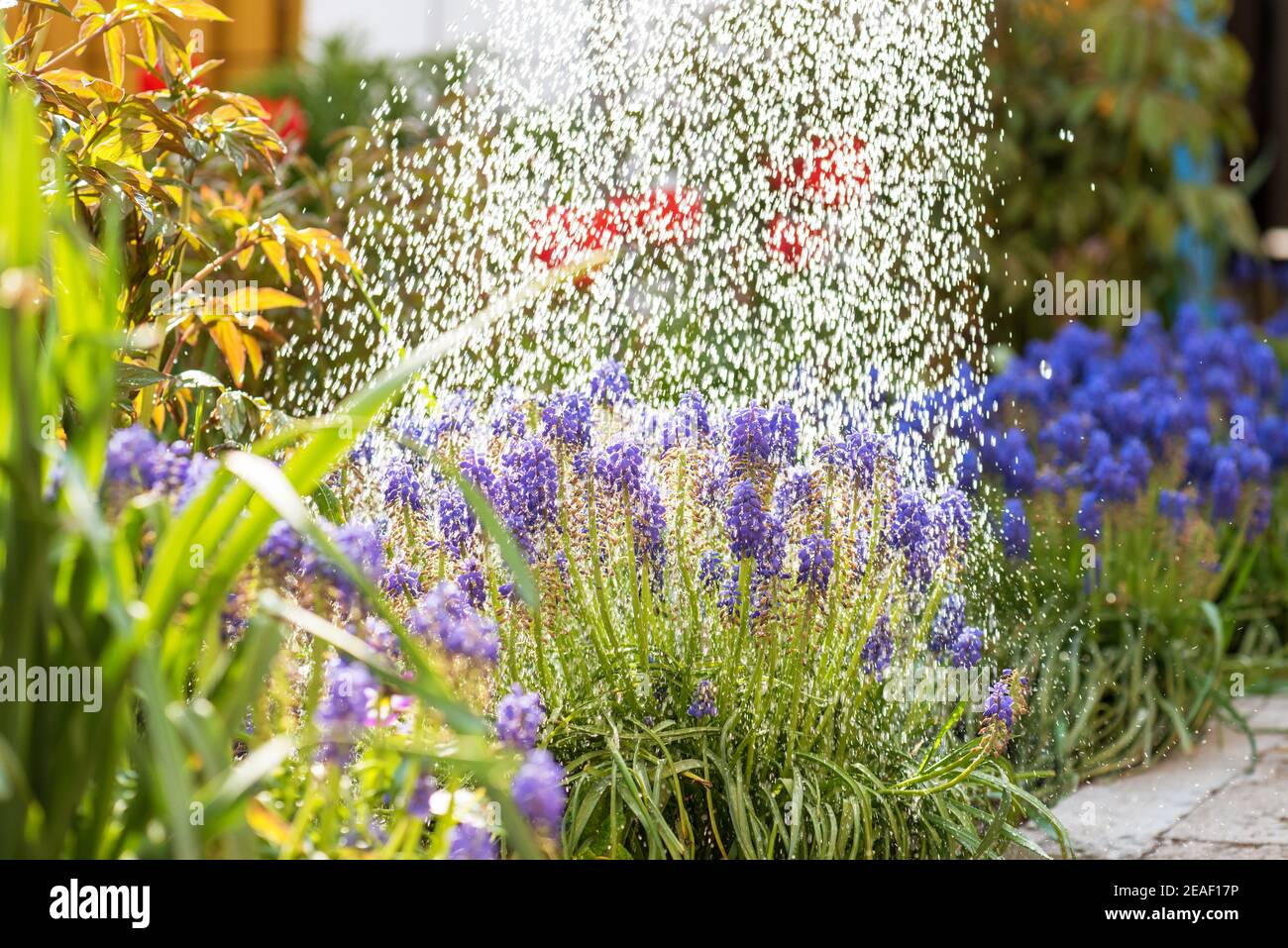 Annaffiatura letto di fiore usando annaffiatura può. Il concetto di hobby di giardinaggio. Fiore giardino immagine con lente flare. Foto Stock