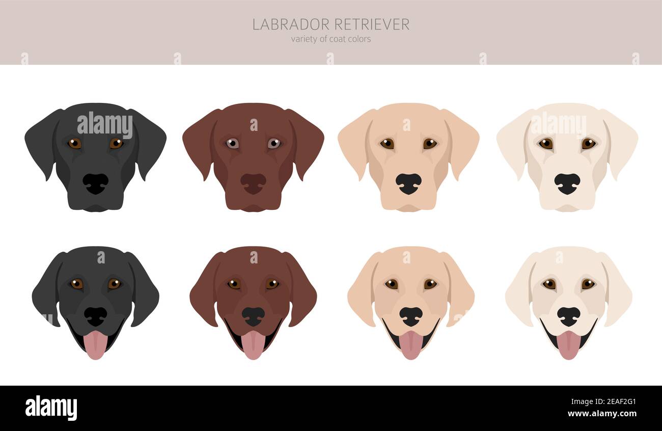 Labrador retriever cani in diverse pose e colori cappotto. Cani adulti e cuccioli. Illustrazione vettoriale Illustrazione Vettoriale