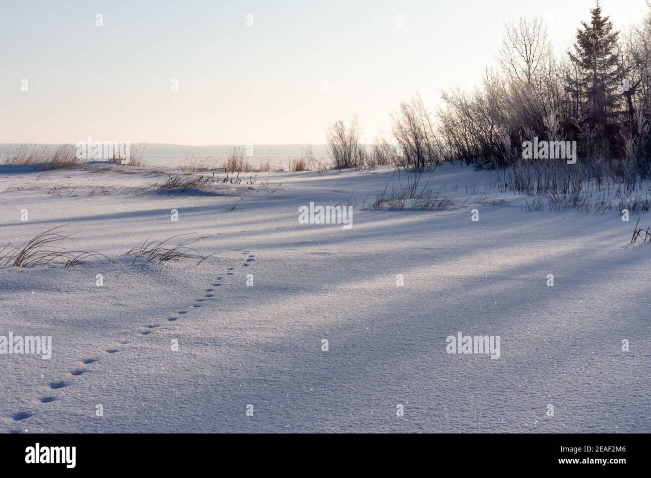 Sole di mattina che splende attraverso gli alberi che gettano le ombre sulla neve coperta terreno con una singola linea di tracce animali al lago congelato il bordo dell'acqua Foto Stock