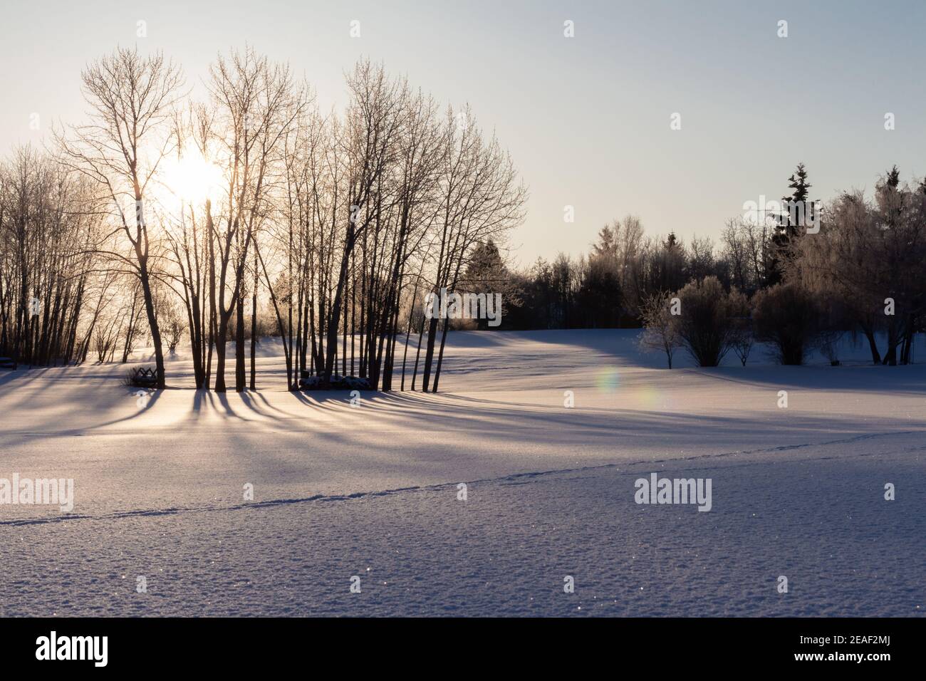 Sole di mattina che splende attraverso gli alberi sul campo aperto coperto in neve fresca Foto Stock