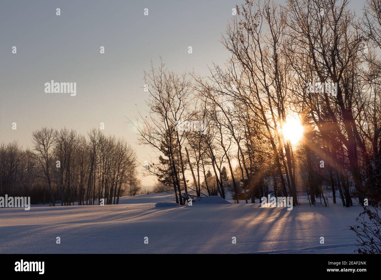 Sole di mattina che splende attraverso gli alberi sul campo aperto coperto in neve fresca Foto Stock