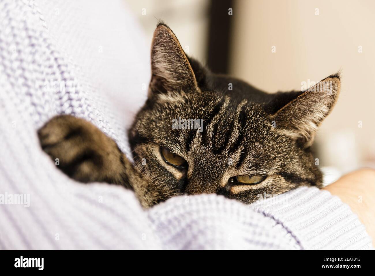 gatto solitario vagato in braccia umane che si sentono amati Foto Stock