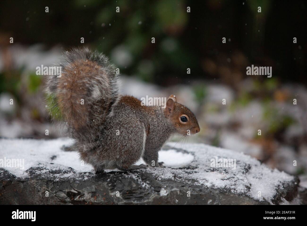 UK Weather, 9 febbraio 2021, Londra: Birdseed messo fuori sul ponte innevato in un giardino suburbano attrae uno scoiattolo che perches su un birdbath congelato. Durante il freddo le persone sono incoraggiate a mettere fuori cibo e acqua per gli uccelli e la fauna selvatica. Anna Watson/Alamy Live News Foto Stock