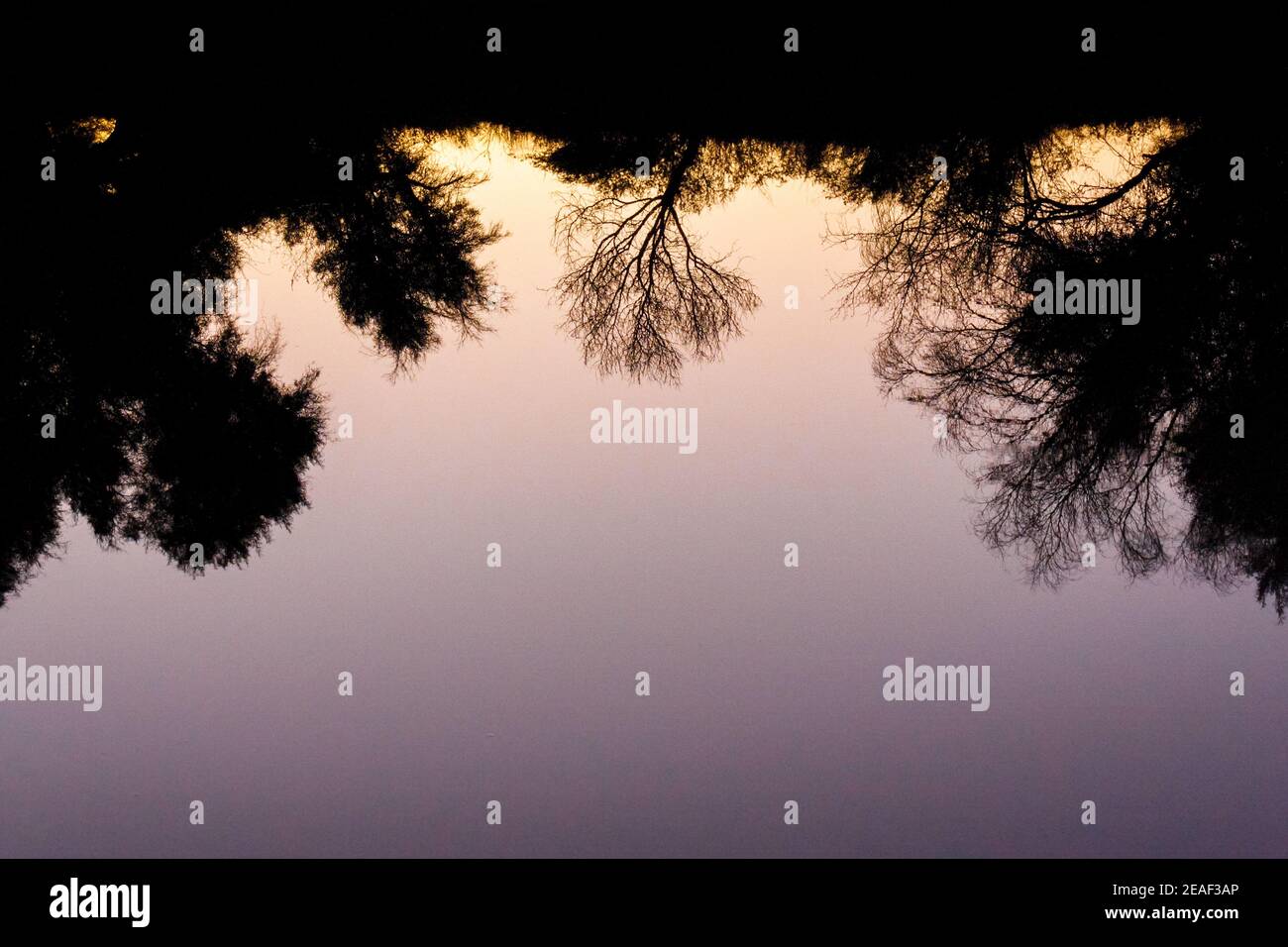 Bushveld riflesso in acqua al crepuscolo, Palmietpan Farm, Hertzogville, Provincia di Stato libero, Sud Africa Foto Stock