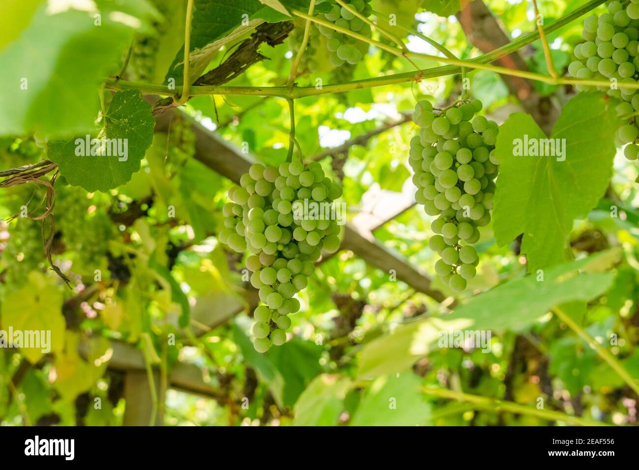 Uva verde fascicola che cresce tra le foglie Foto Stock