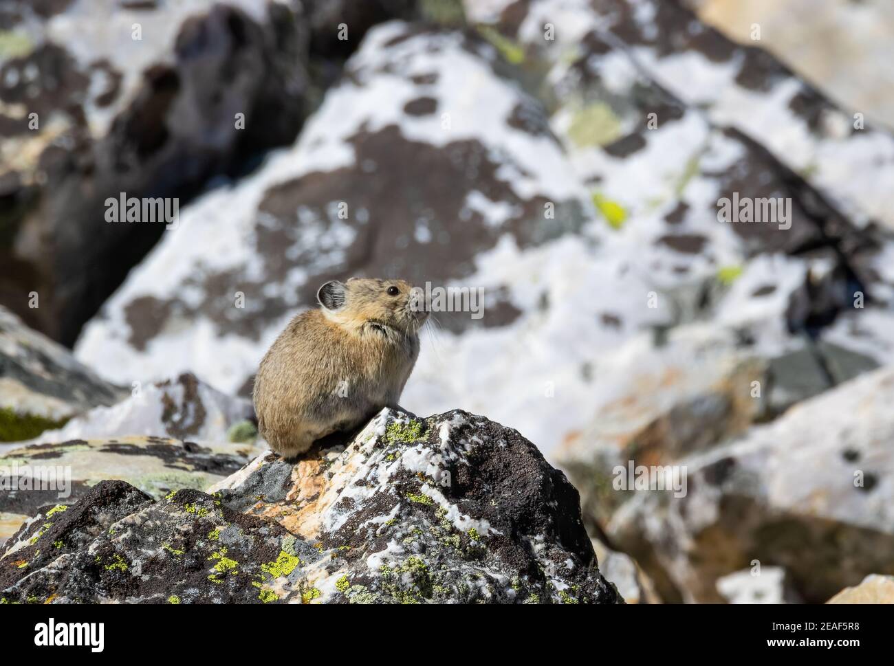 Una pika in un campo di massi dell'Idaho. Foto Stock