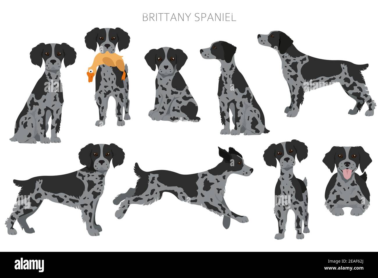 Bretagna spaneil clipart. Set di pose diverse. Infografica su cani adulti e cuccioli. Illustrazione vettoriale Illustrazione Vettoriale