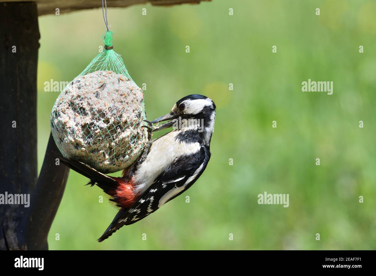 Nutrire un grosso picchio che contiene palle di sego e si nutre di semi di girasole Foto Stock