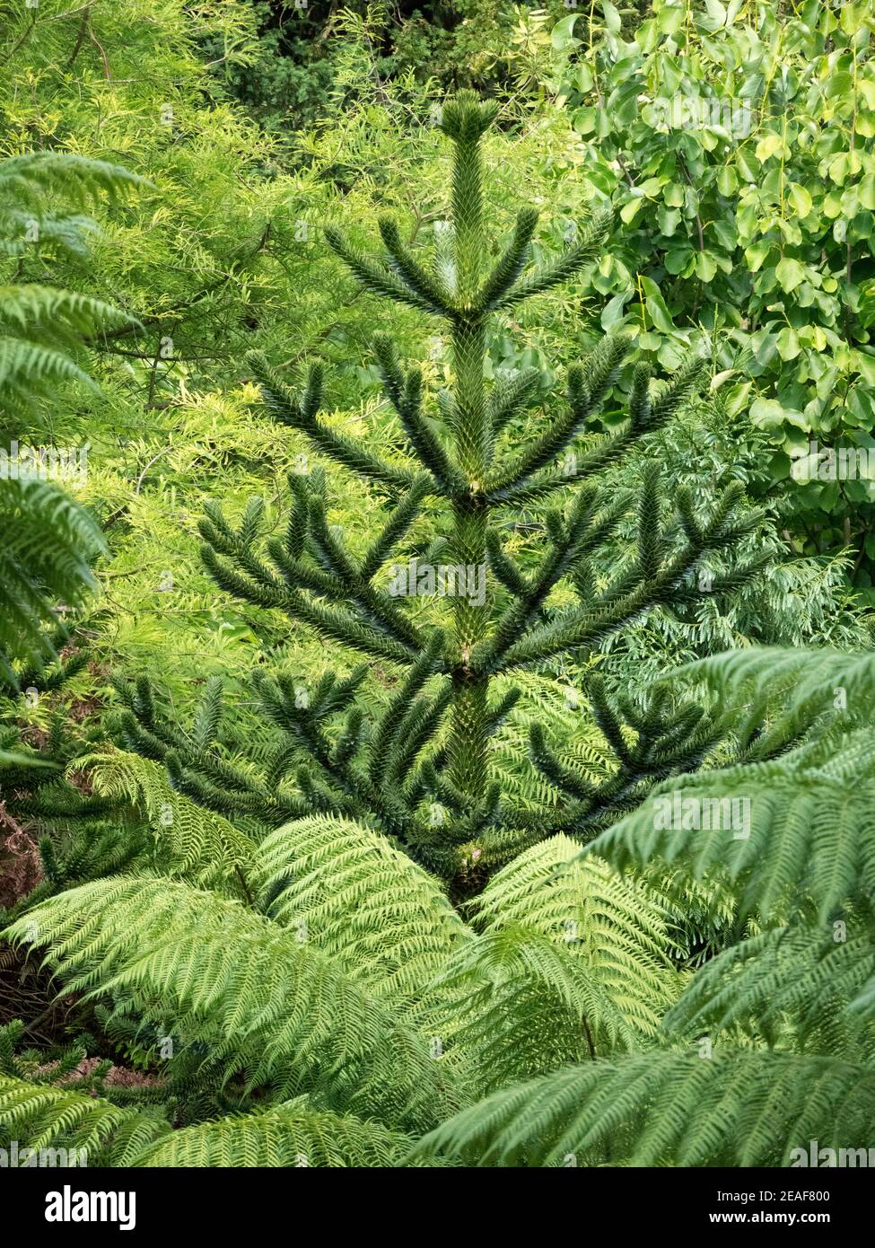 Monkey Puzzle albero Arucaria che pianta crescere tra felci e altri alberi in Bristol Botanical Gardens UK Foto Stock