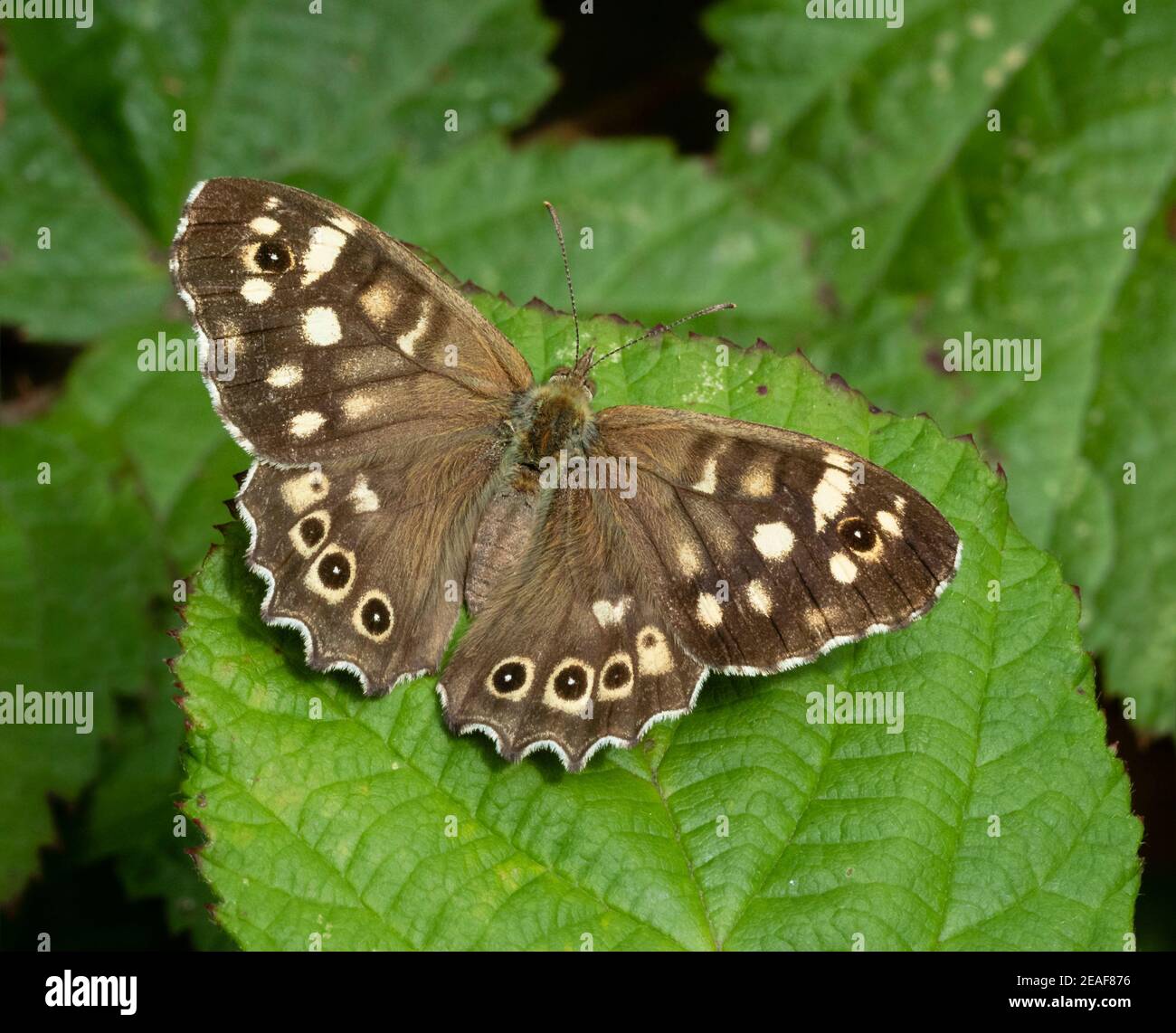 Chiazzato legno butterfly Pararge aegeria su Rovo foglie Foto Stock