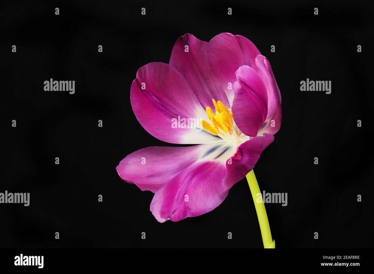 Tulipano aperto isolato su sfondo nero Foto Stock