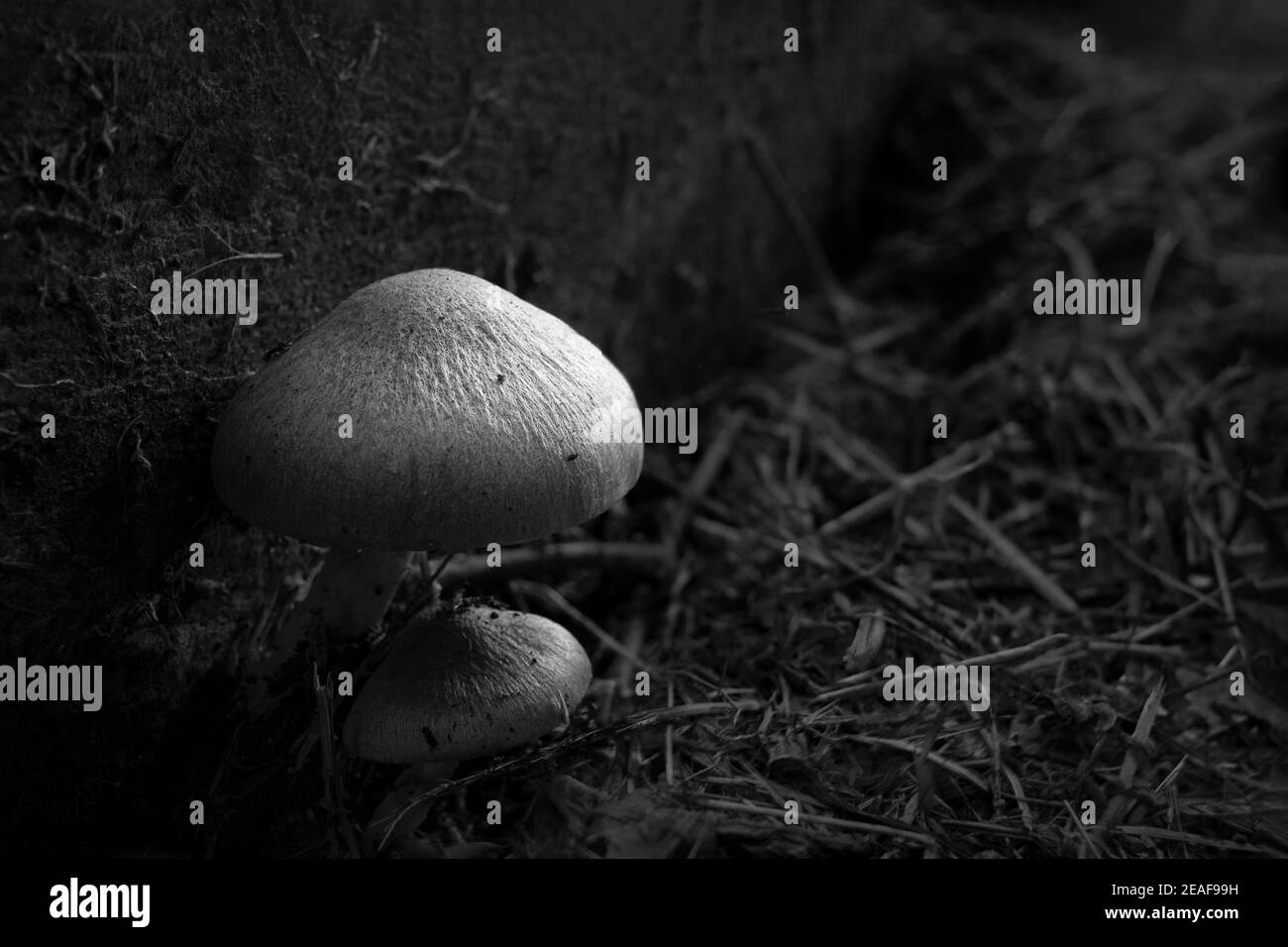 Immagine in bianco e nero dei funghi toadstool nella sua natura ambiente Foto Stock