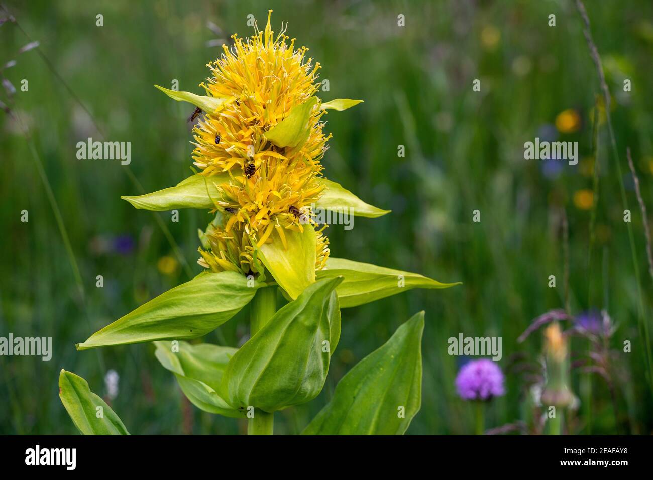 Gentiana lutea. Fiore di montagna. Val di Fassa. Le Dolomiti. Alpi Italiane. Europa. Foto Stock