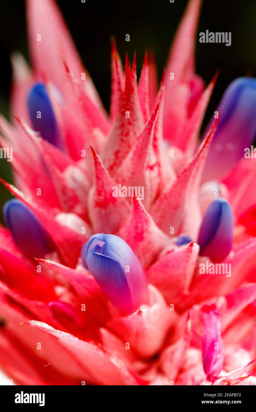 Vaso d'argento in fiore bromeliade in primo piano Foto Stock