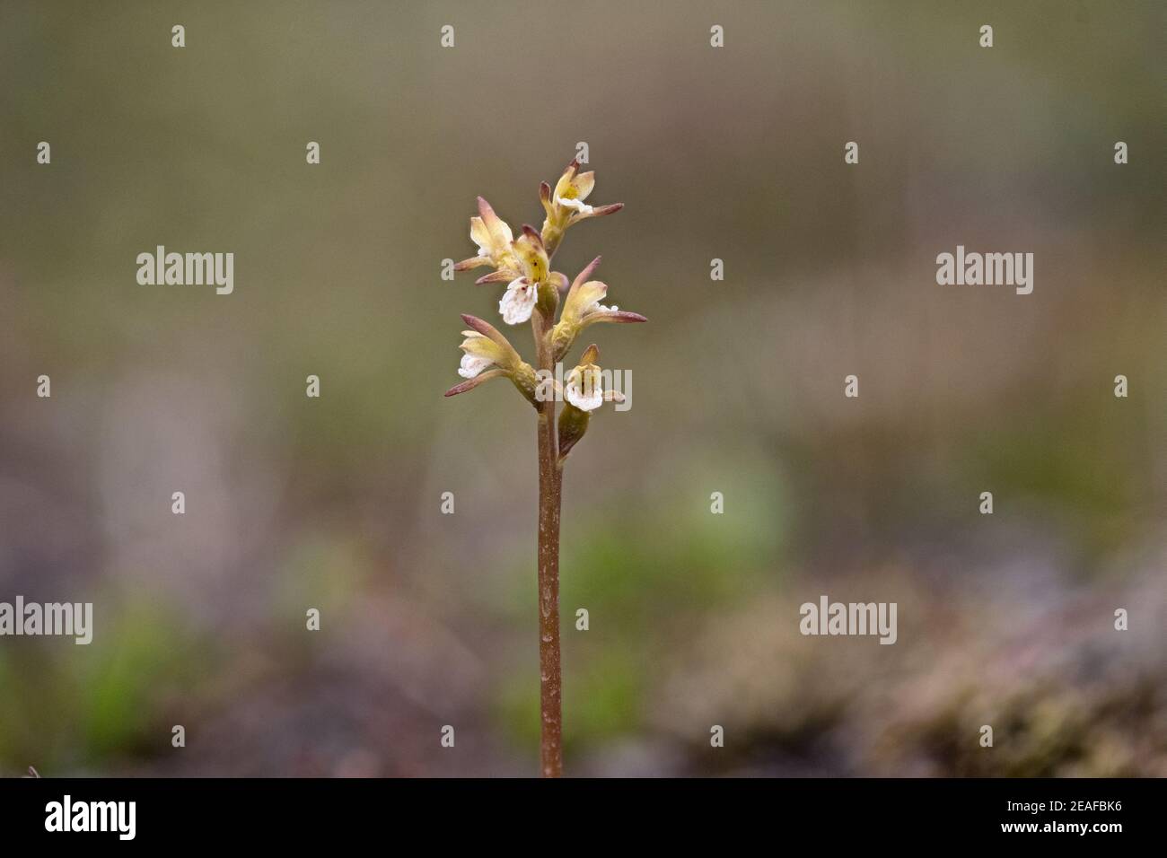 Coralroot Orchidea (Corallorhiza trifida) Foto Stock