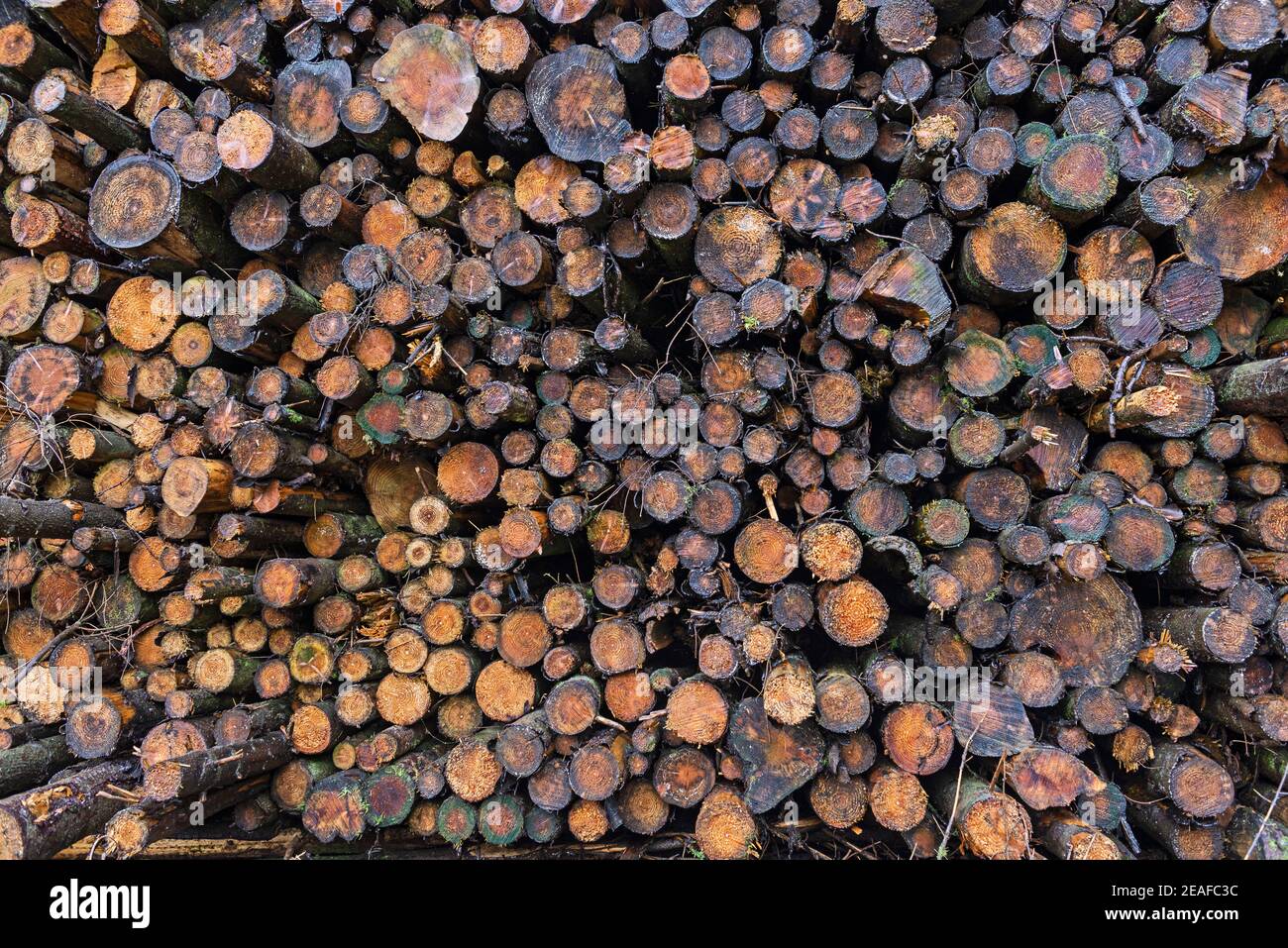 Sfondo astratto che mostra un mucchio casuale di legno di tronchi in guscio legno accatastato Foto Stock