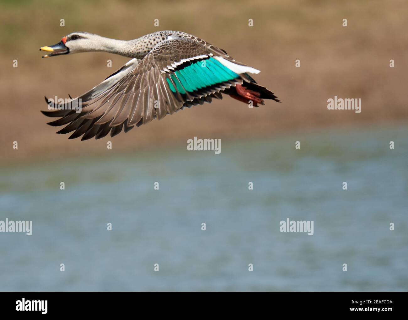 I colori sono i sorrisi della natura -anatra macinata indiana Foto Stock