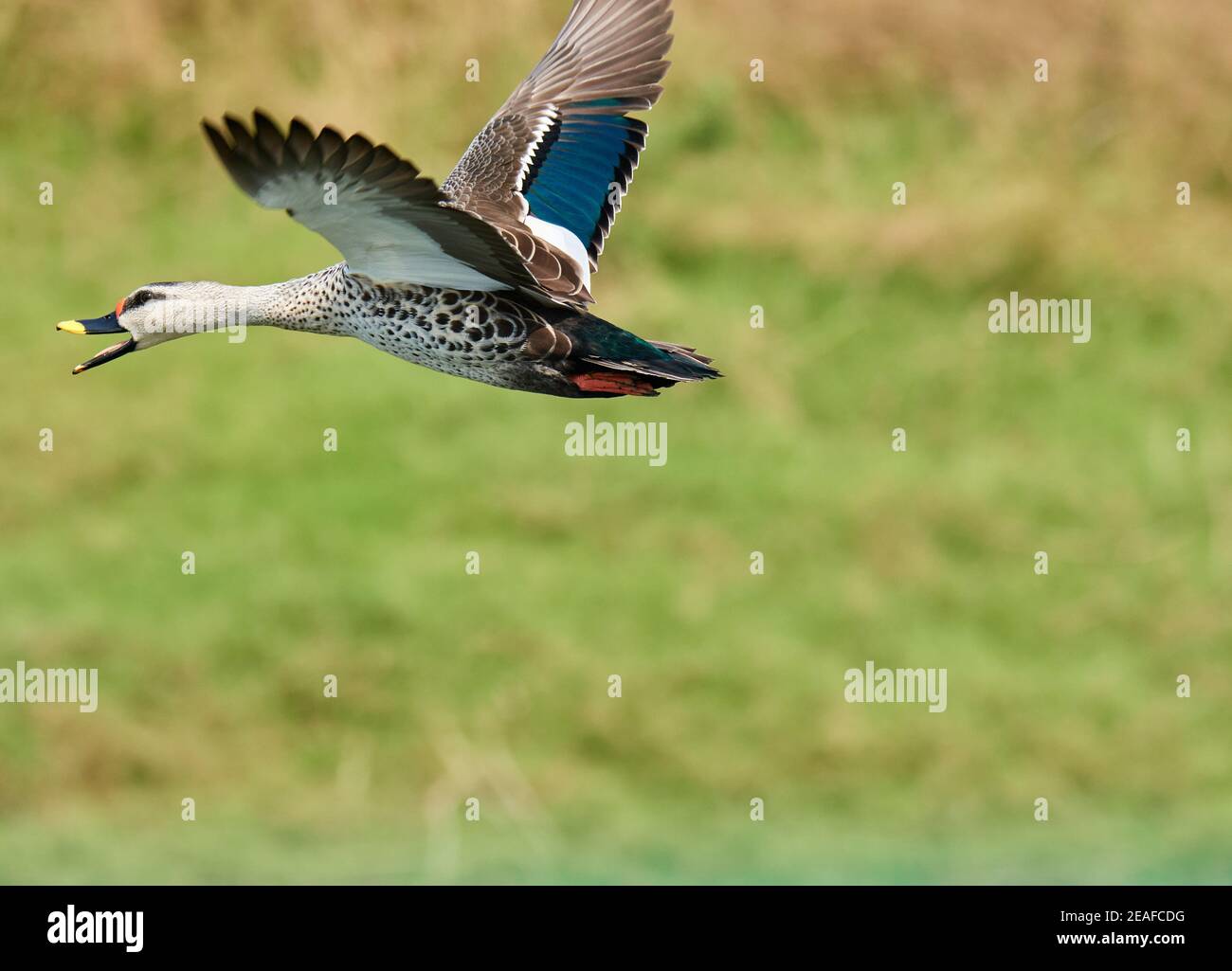 I colori sono i sorrisi della natura -anatra macinata indiana Foto Stock