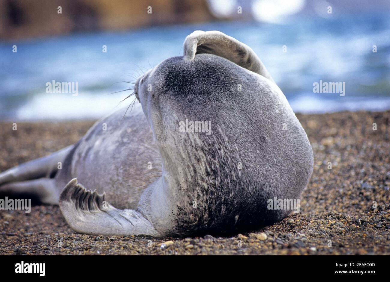 Il giovane sigillo di Weddell graffiando la testa su una spiaggia Antartide Foto Stock