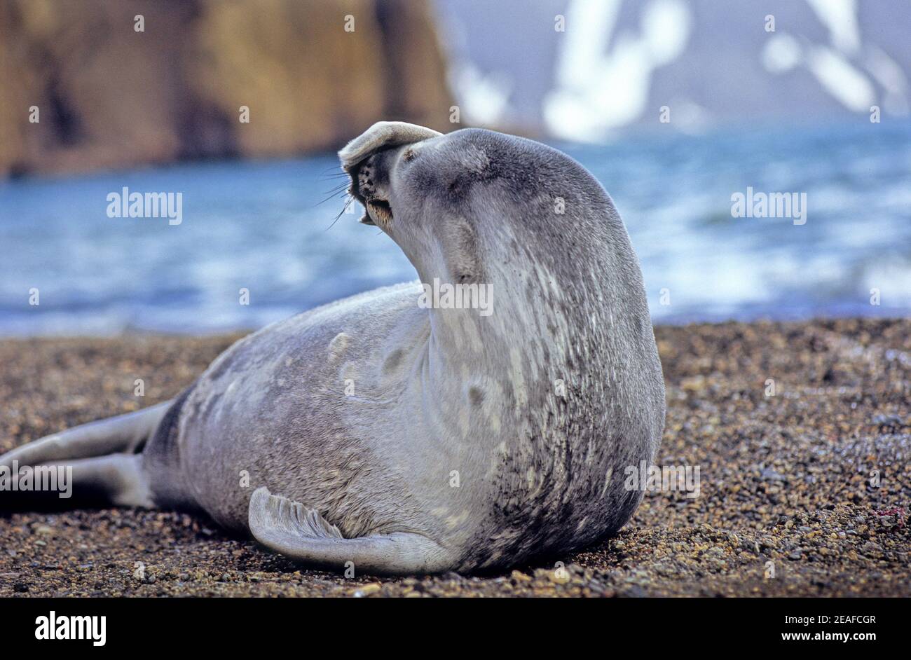 Il giovane sigillo di Weddell graffiando il naso su una spiaggia Antartide Foto Stock