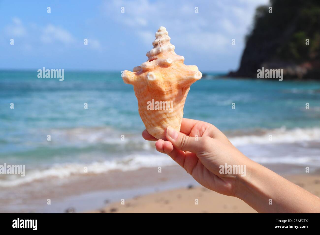 Souvenir conchiglia di mare trovato sulla spiaggia di sabbia di Guadalupa dell'isola di basse-Terre. Paesaggio di vacanza caraibico. Spiaggia di Tillet (Plage de Tillet). Foto Stock
