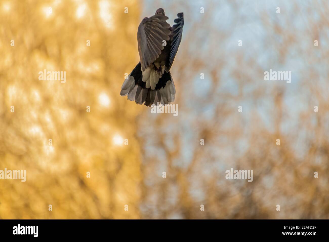 Uccello volante. Cielo blu e nuvole bianche sfondo. Foto Stock