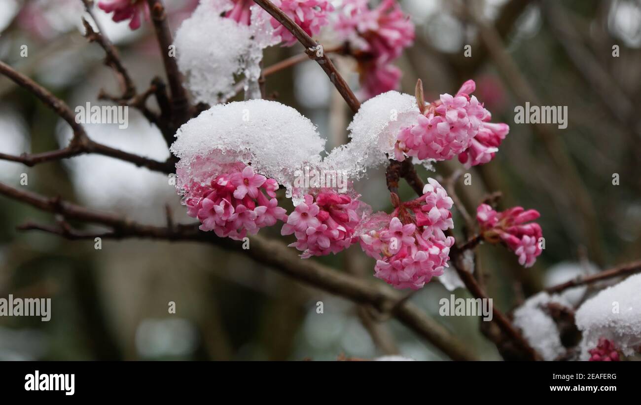 Primo piano di un ramo innevato con fiori rosa Foto Stock