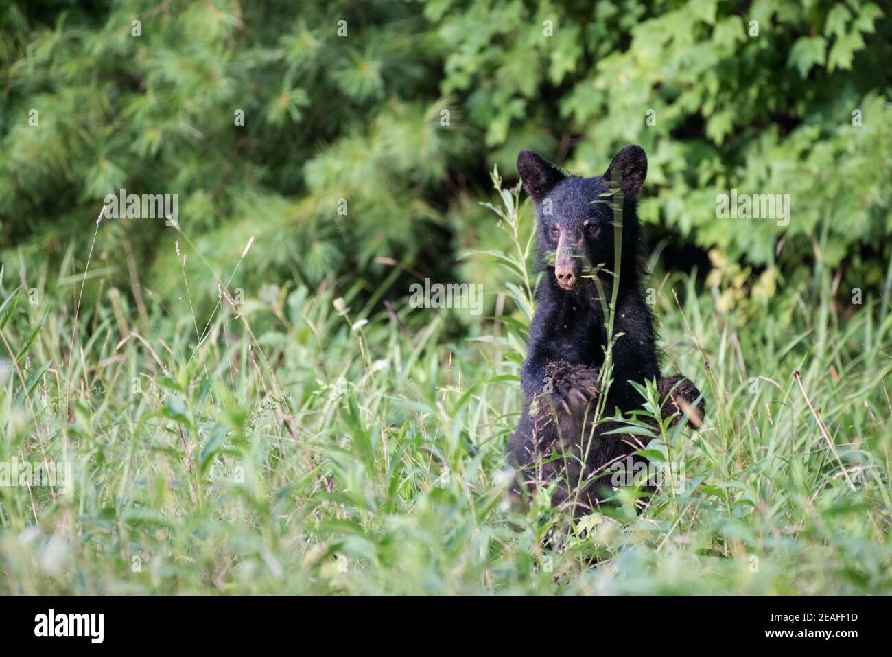 Un cucciolo di orso nero che si alza mentre si pascolano in un campo in Cade's Cove. Great Smoky Mountains National Park. Tennessee, Stati Uniti Foto Stock