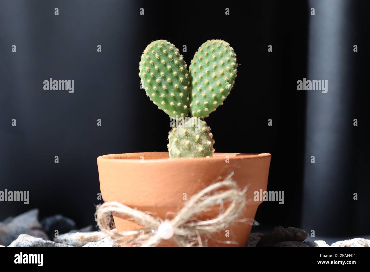 Questo piccolo albero di cactus con due foglie in piedi davanti a vari sfondi ci mostra un aspetto carino. È in una pentola di creta minuscola. Foto Stock
