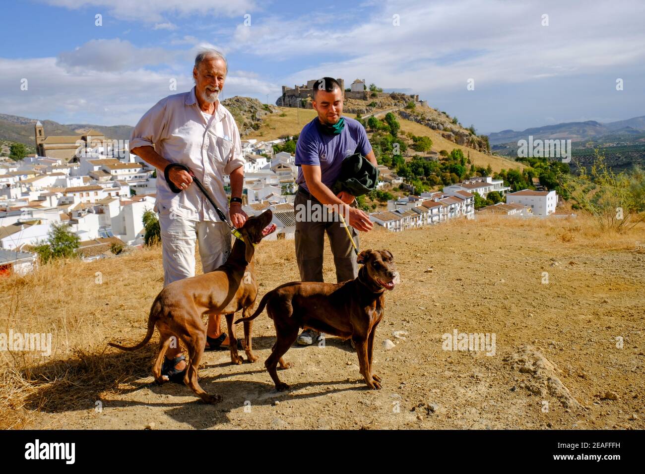 Esercizio cani da caccia di coniglio sulla collina di una città rurale con castello moresco sullo sfondo. Carcabuey, Sierras Subbeticas, Andalusia, Spagna Foto Stock