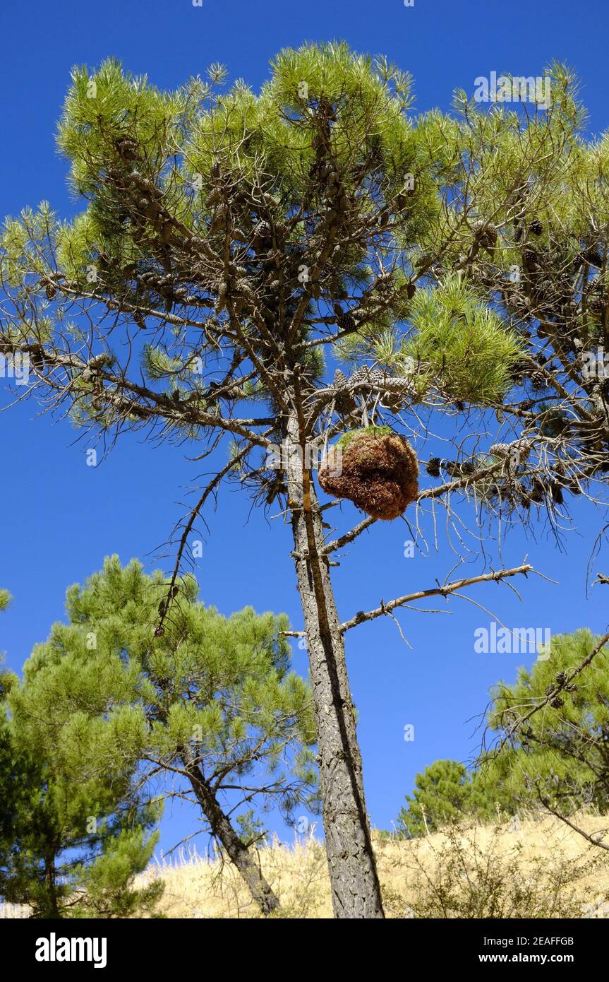 Streghe scricchiolone si ruggisce su alberi di pino mediterranei. Sierras de las Nieves, Provincia di Malaga, Andalusia, Spagna Foto Stock