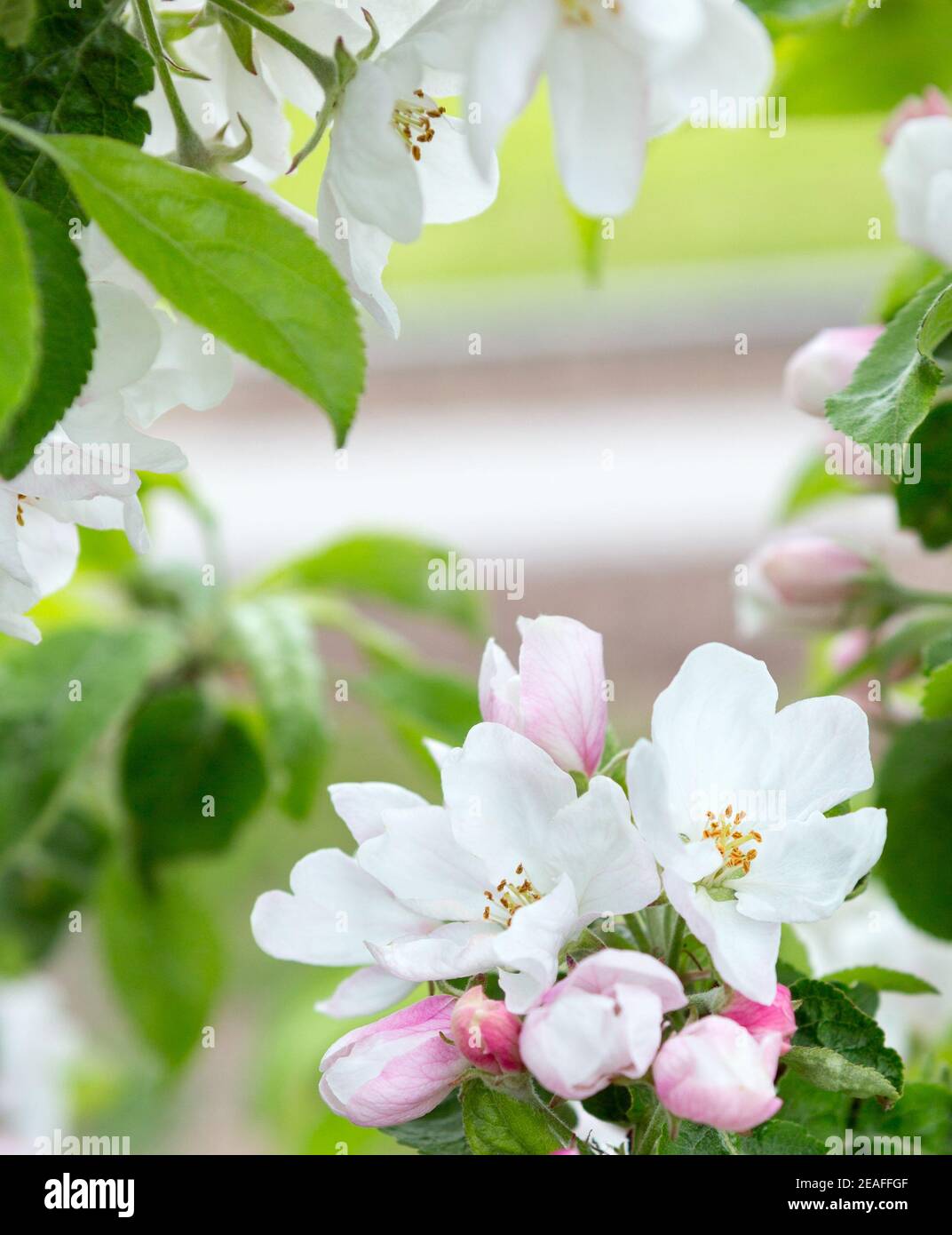 Albero di mele in fiore in primavera. Mela in fiore come sfondo della natura, primavera. Apple-albero fioritura. Foto Stock