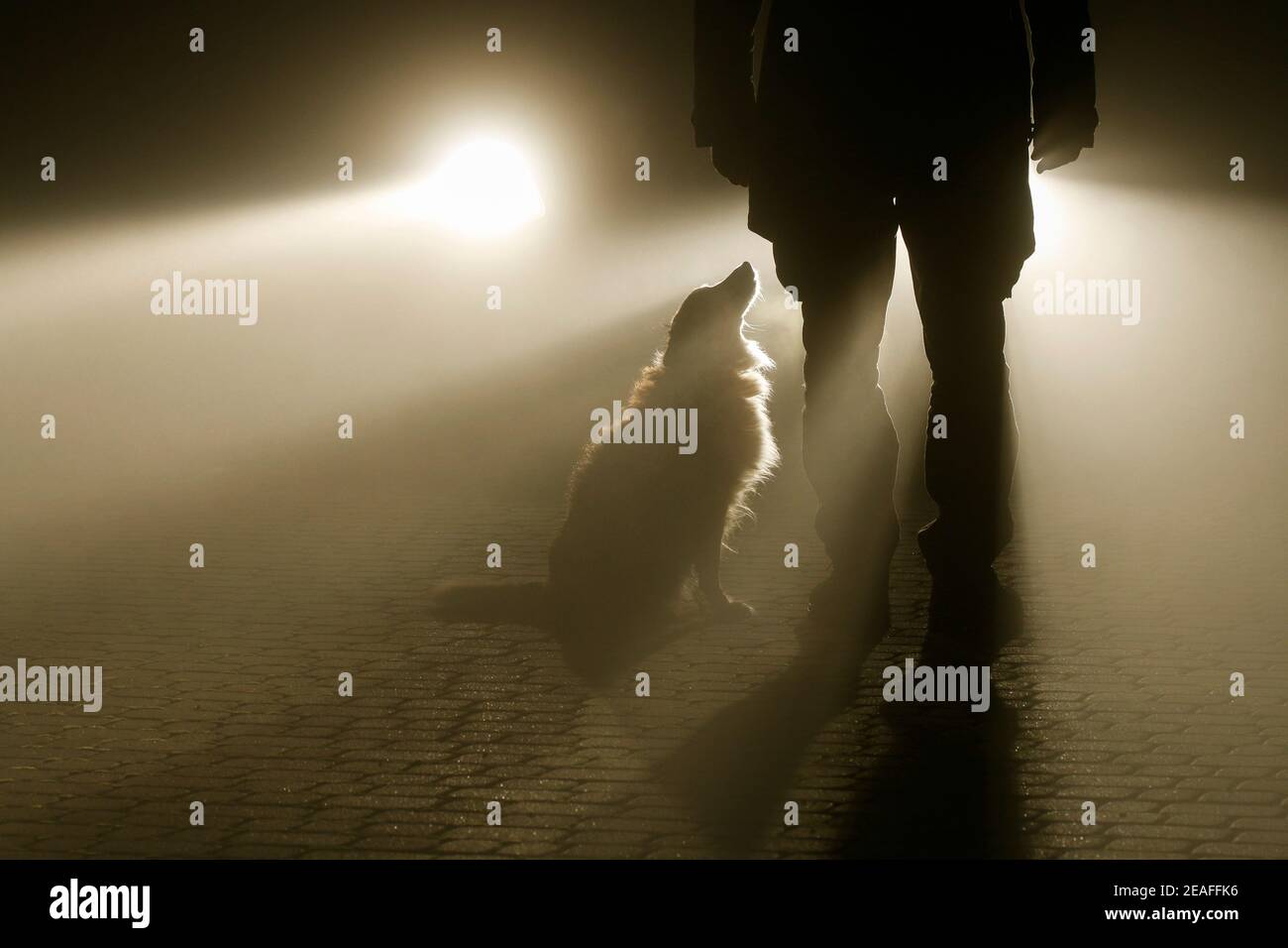 I fari dell'auto illuminano l'uomo e il cane in piedi sulla strada acciottolata. Ora dell'orrore Foto Stock