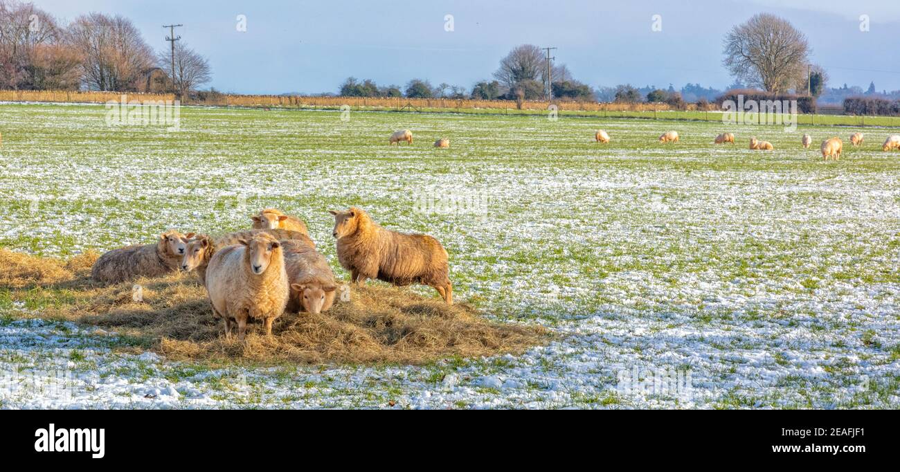 Gruppo di pecore che mangiano fieno sulle Cotswolds nella neve d'inverno , Inghilterra, Regno Unito Foto Stock