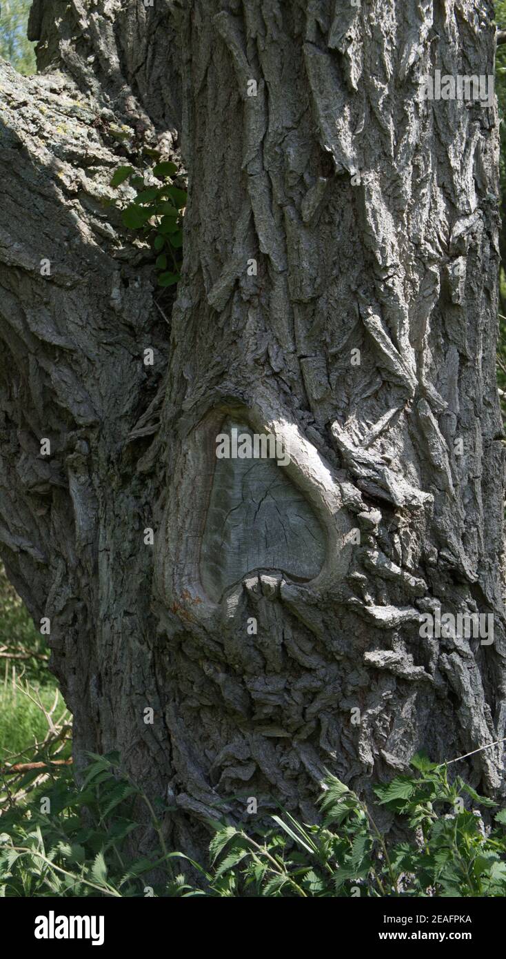 Forma del cuore invertita nel tronco di un salice di crepa albero Foto Stock