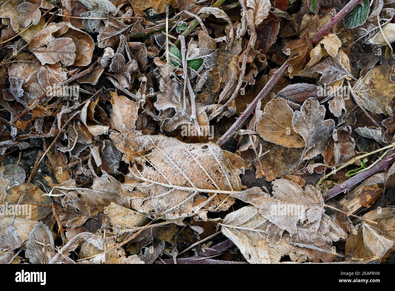 Foglie morte brune gelide a terra Foto Stock