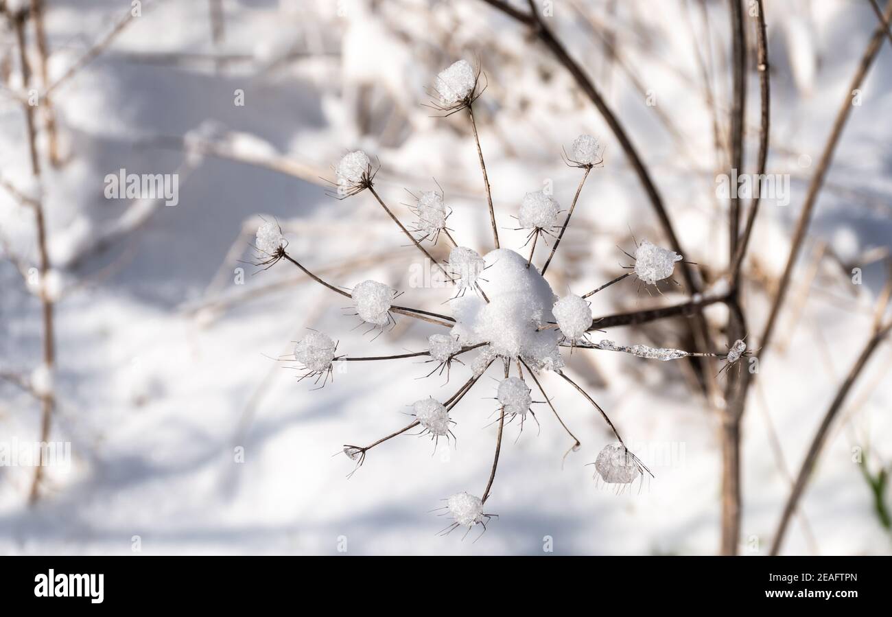 Testa di fiore surgelata ricoperta di ghiaccio. Dettaglio invernale. Foto Stock
