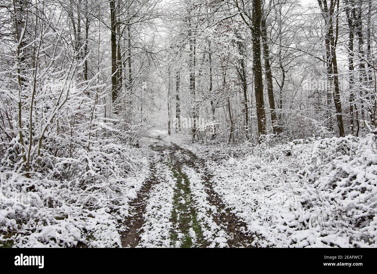 Sentiero che conduce attraverso la foresta innevata con alberi innevati in inverno freddo. Foto Stock