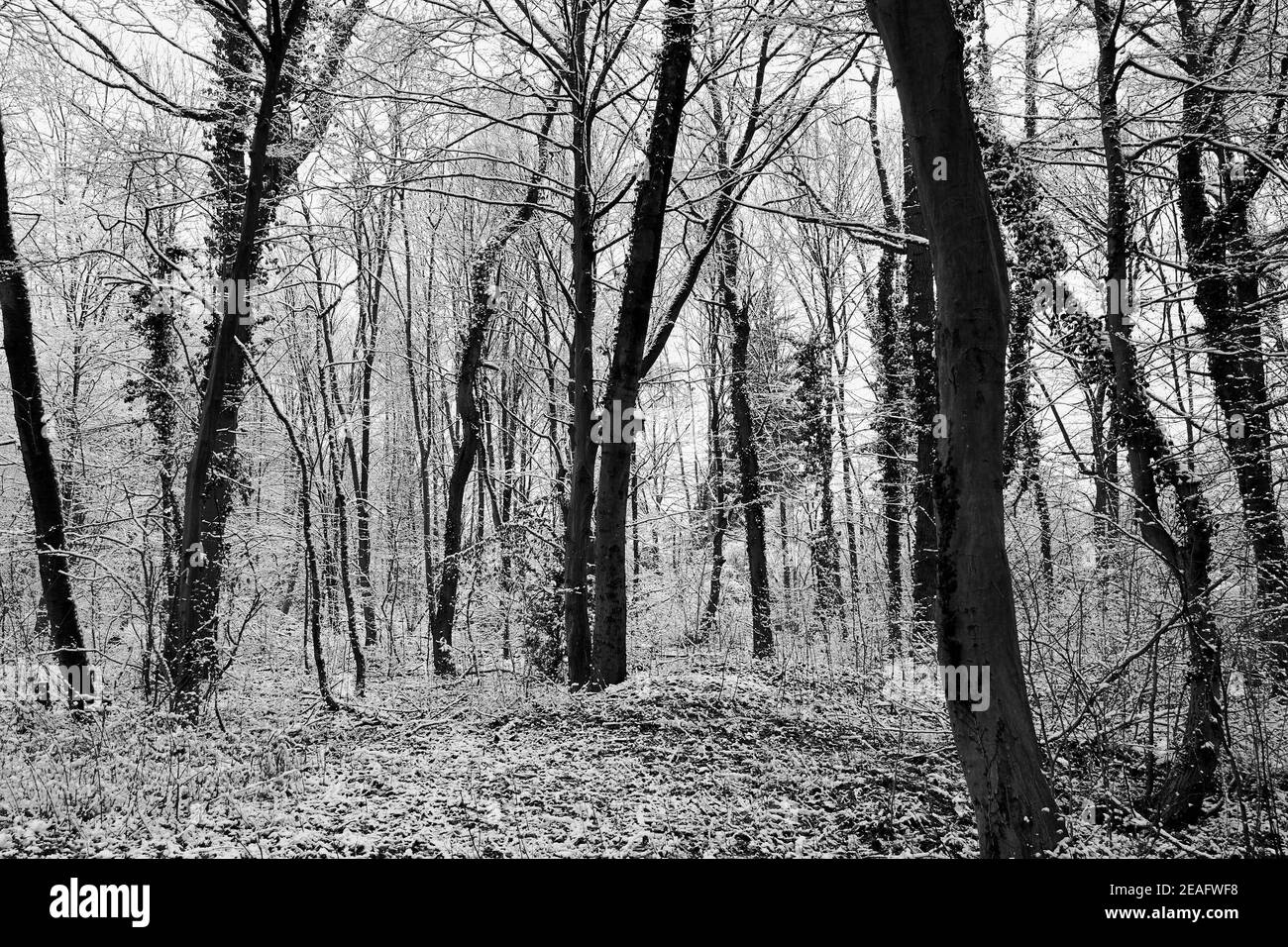 Foresta innevata in bianco e nero paesaggio invernale ad alto contrasto Foto Stock