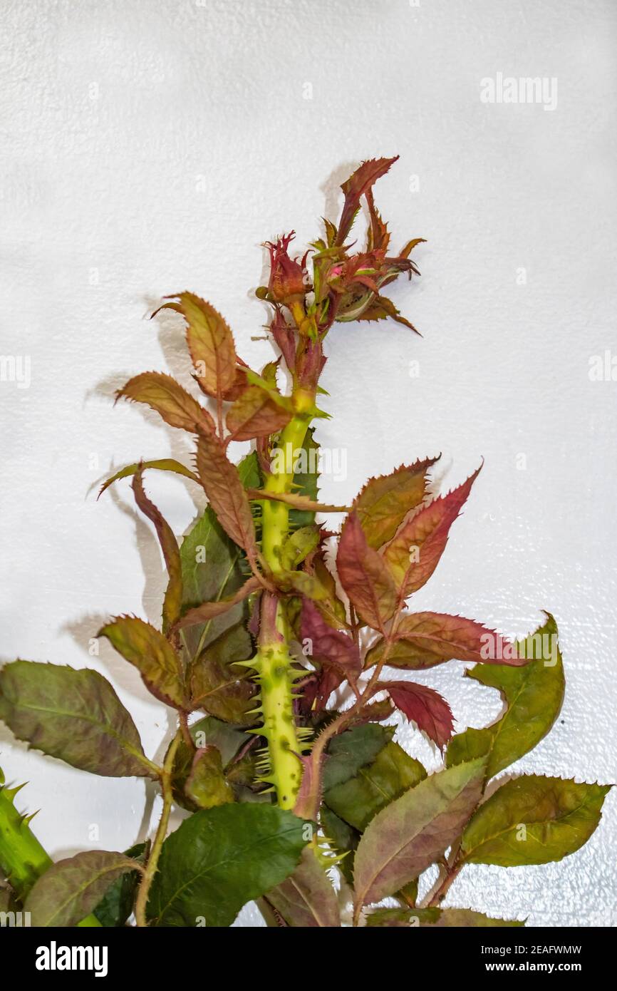 Un bocciolo di rosebud da un cespuglio infettato con un virus chiamato rosetta di rosa spalmata da piccoli acari portati dal vento Foto Stock