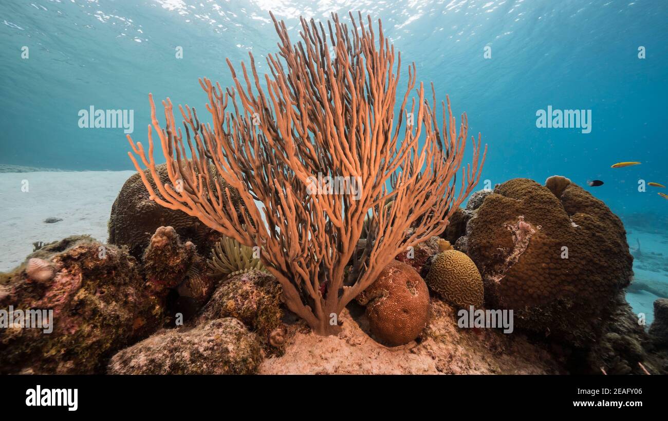 Stagcape in acque poco profonde della barriera corallina nel Mar dei Caraibi, Curacao con corallo morbido, pesce, spugna e vista sulla superficie Foto Stock