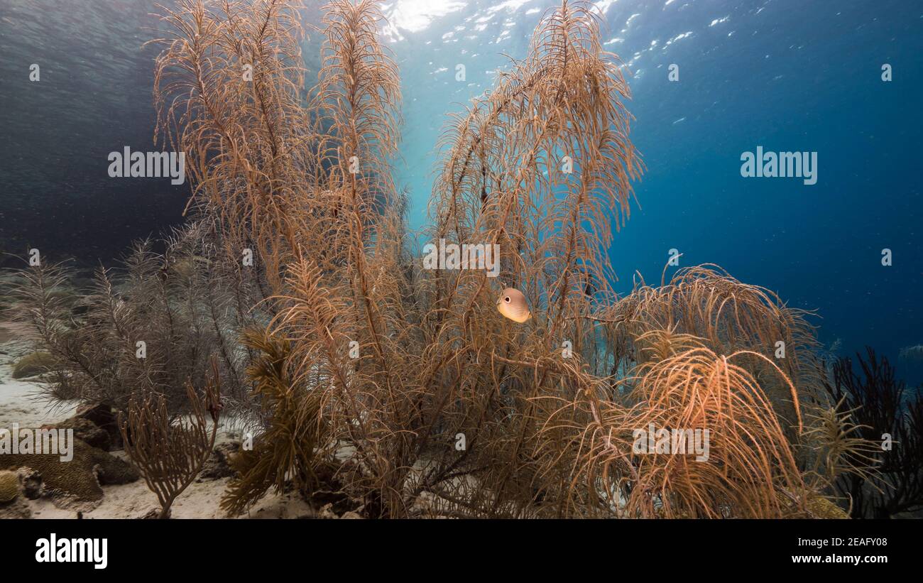 Stagcape in acque poco profonde della barriera corallina nel Mar dei Caraibi, Curacao con corallo morbido, pesce, spugna e vista sulla superficie Foto Stock