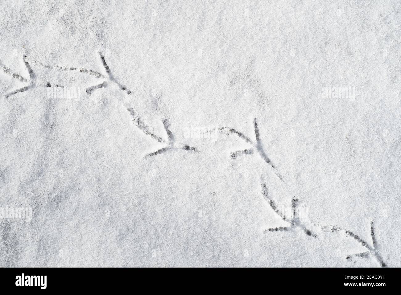 Primo piano di impronte di uccelli nella neve in inverno Foto Stock